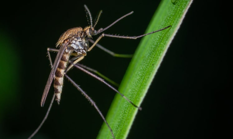 jakie rośliny odstraszają komary
